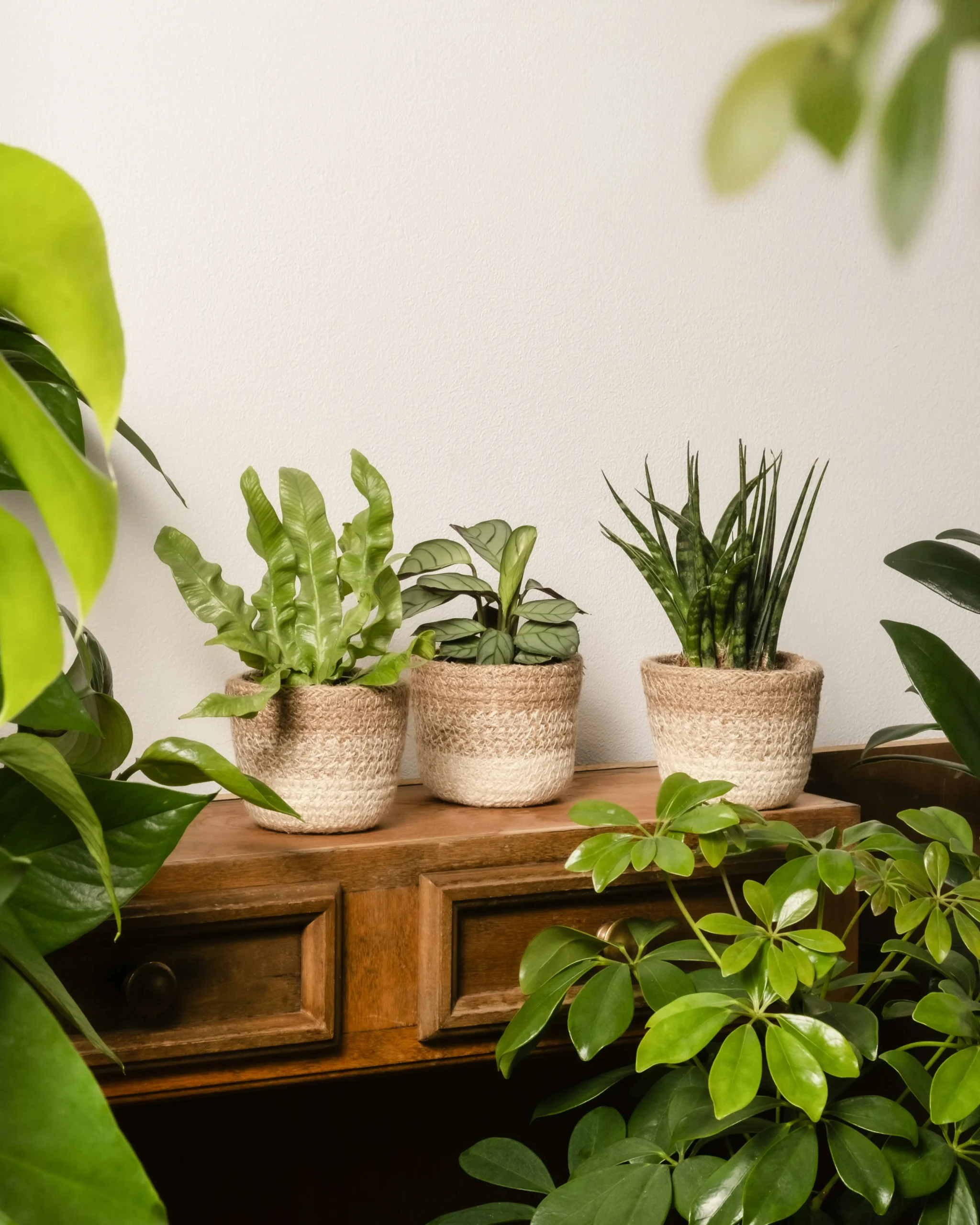 ceramic plant pots indoor