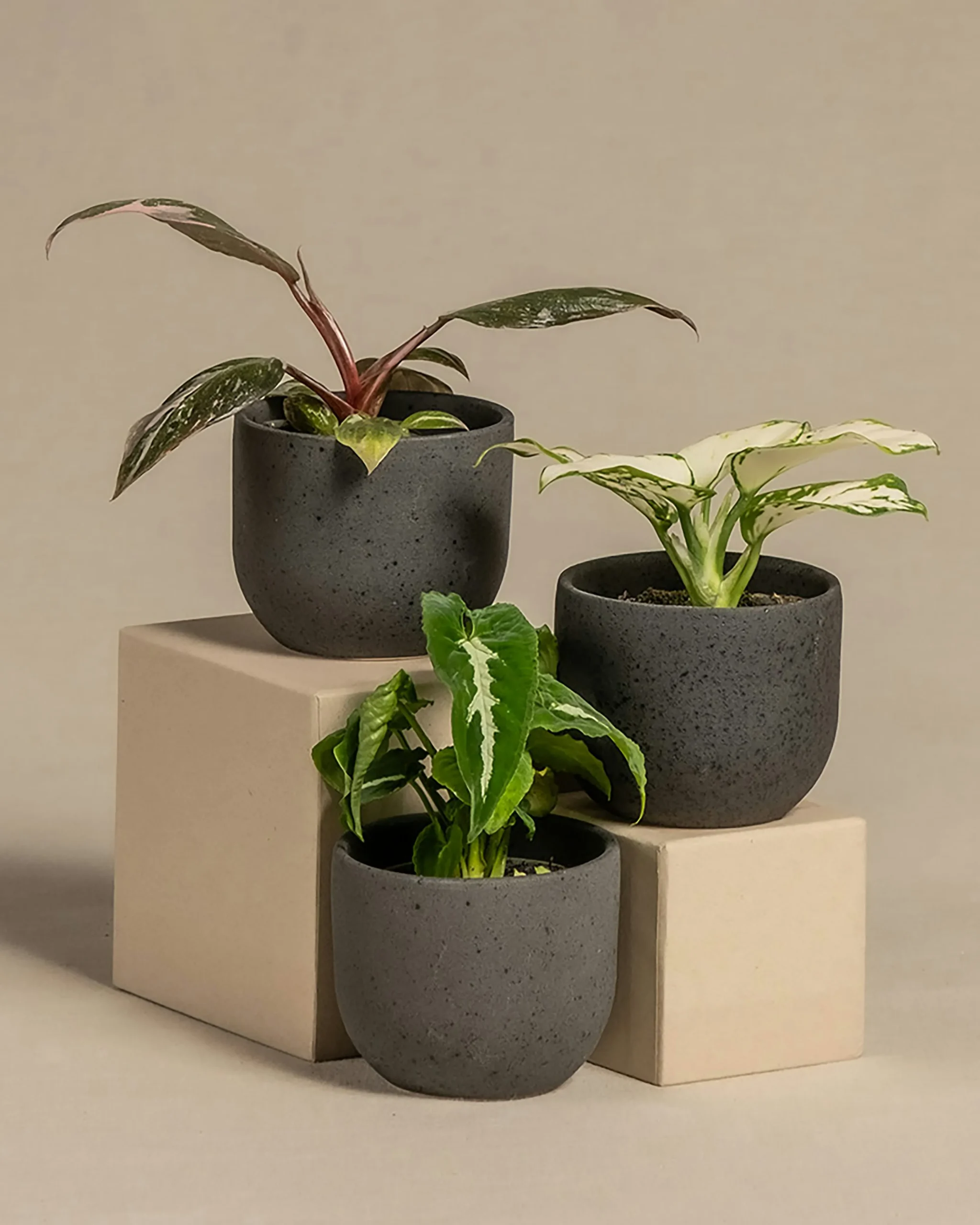 ceramic plant pots indoor