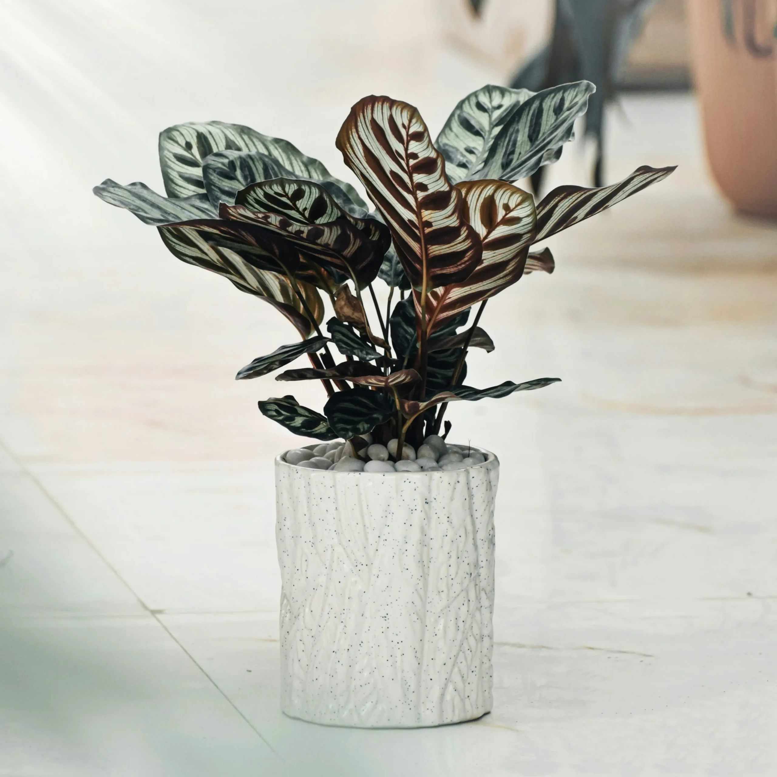 ceramic plant pots indoor