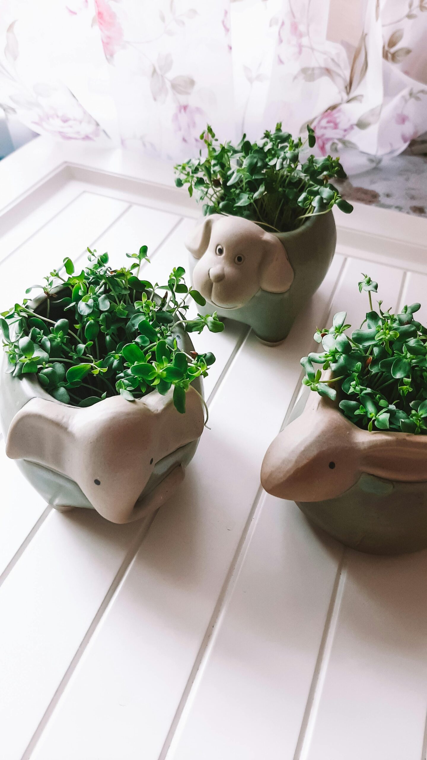 ceramic planter pots
