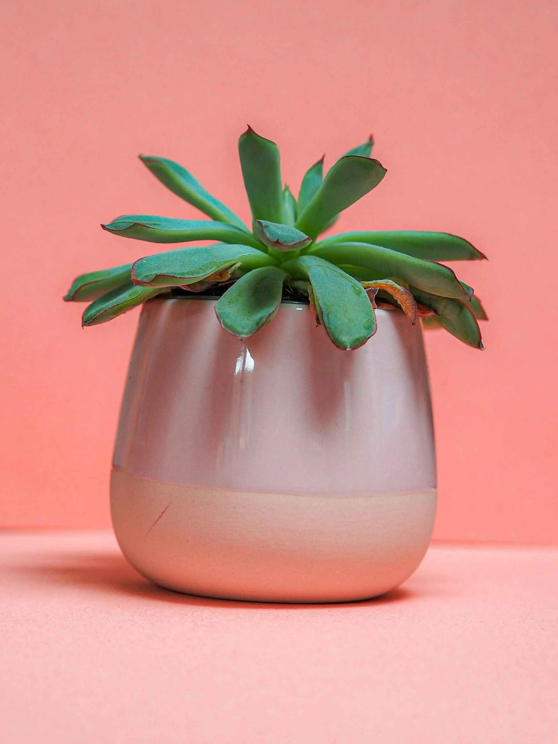 ceramic glazed planter pot